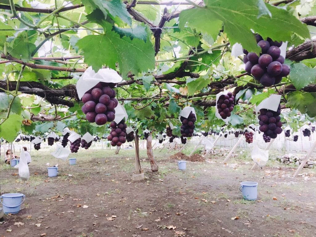 一古園のぶどう狩りエリア