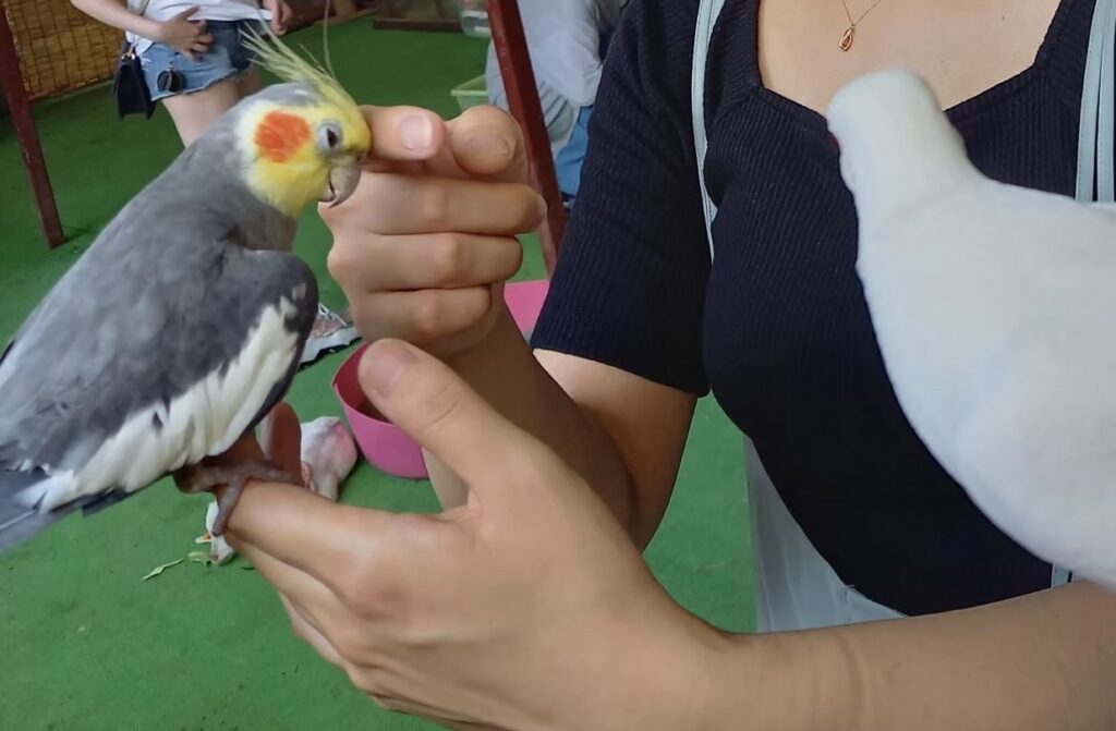 指に乗せたオカメインコ