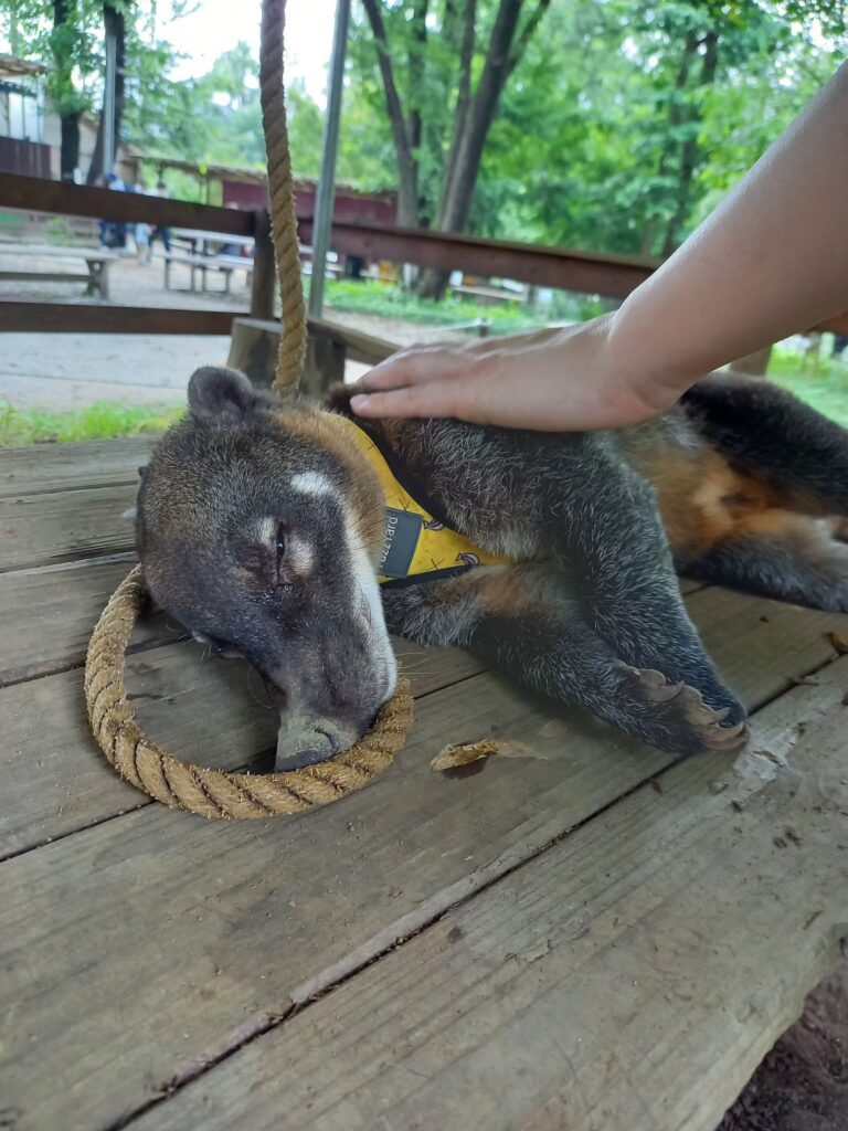 寝ているアカハナグマに素手で触る