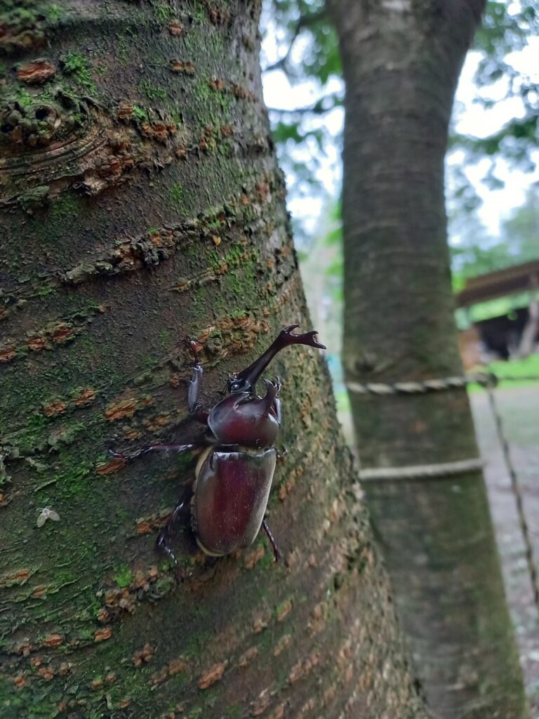 木にいるカブトムシ