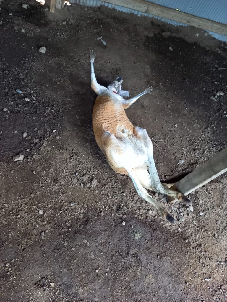 ヘソ天で寝るカンガルー