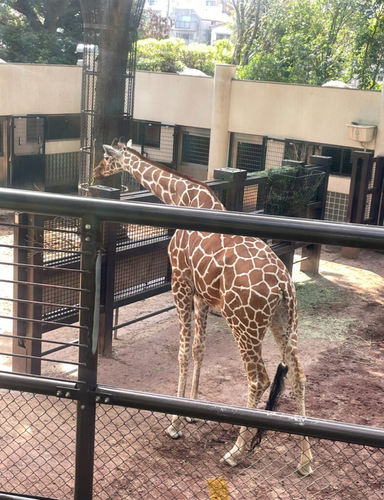 1頭の立つキリン