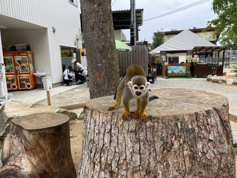 しろとり動物園のリスザル