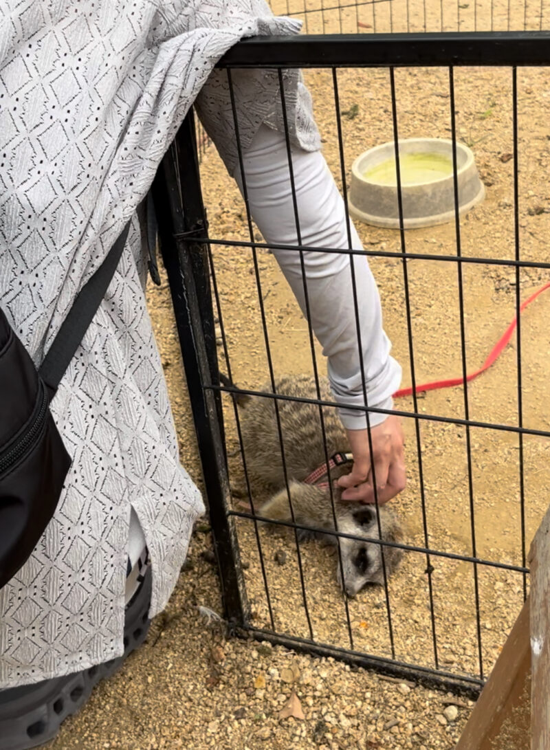 しろとり動物園ミーアキャット