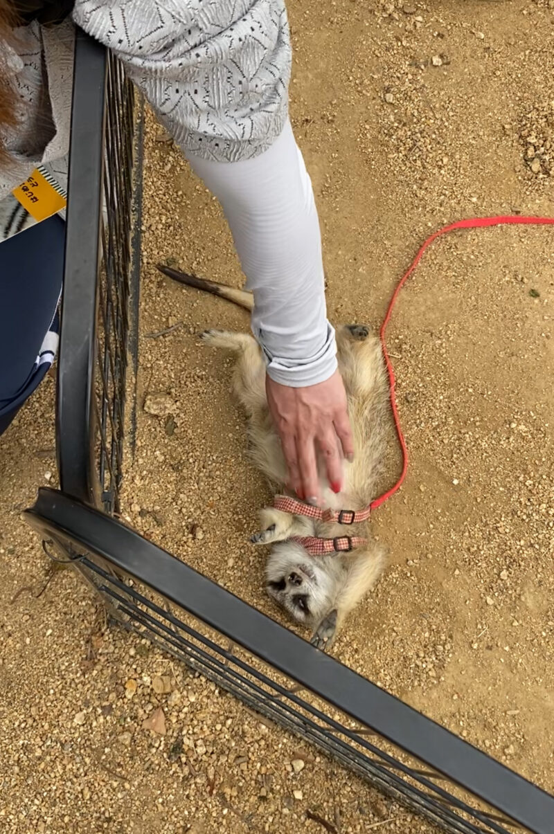 しろとり動物園ミーアキャット