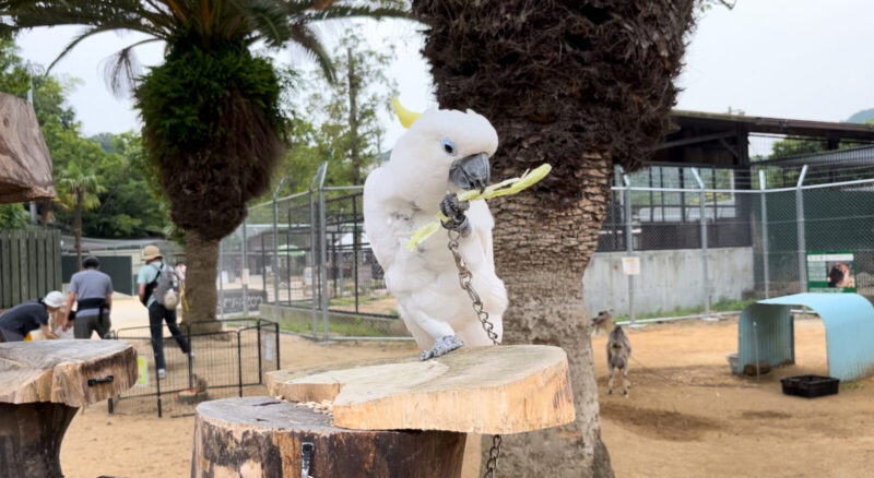 しろとり動物園キバタン