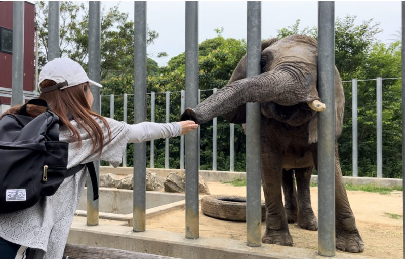 しろとり動物園ゾウに手渡しでおやつをあげる