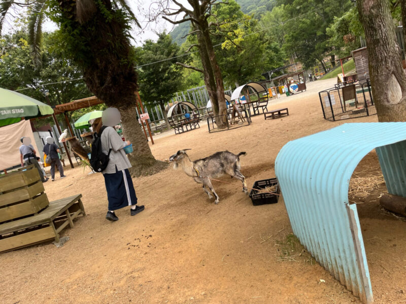 しろとり動物園おやつをもらいにくるヤギ