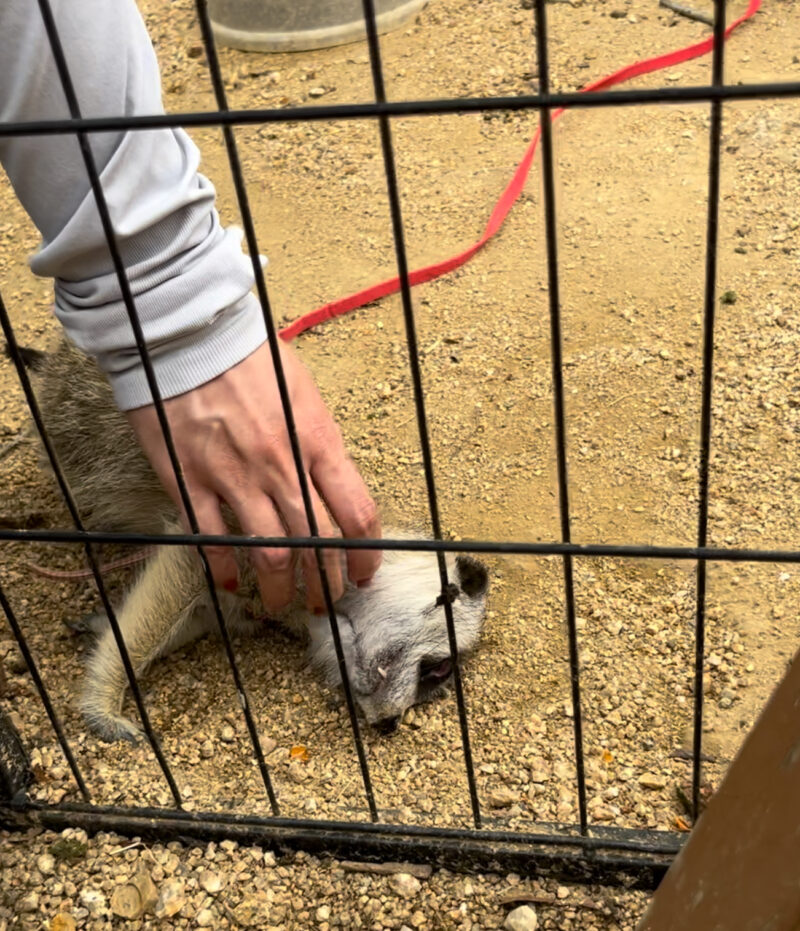 しろとり動物園ミーアキャット