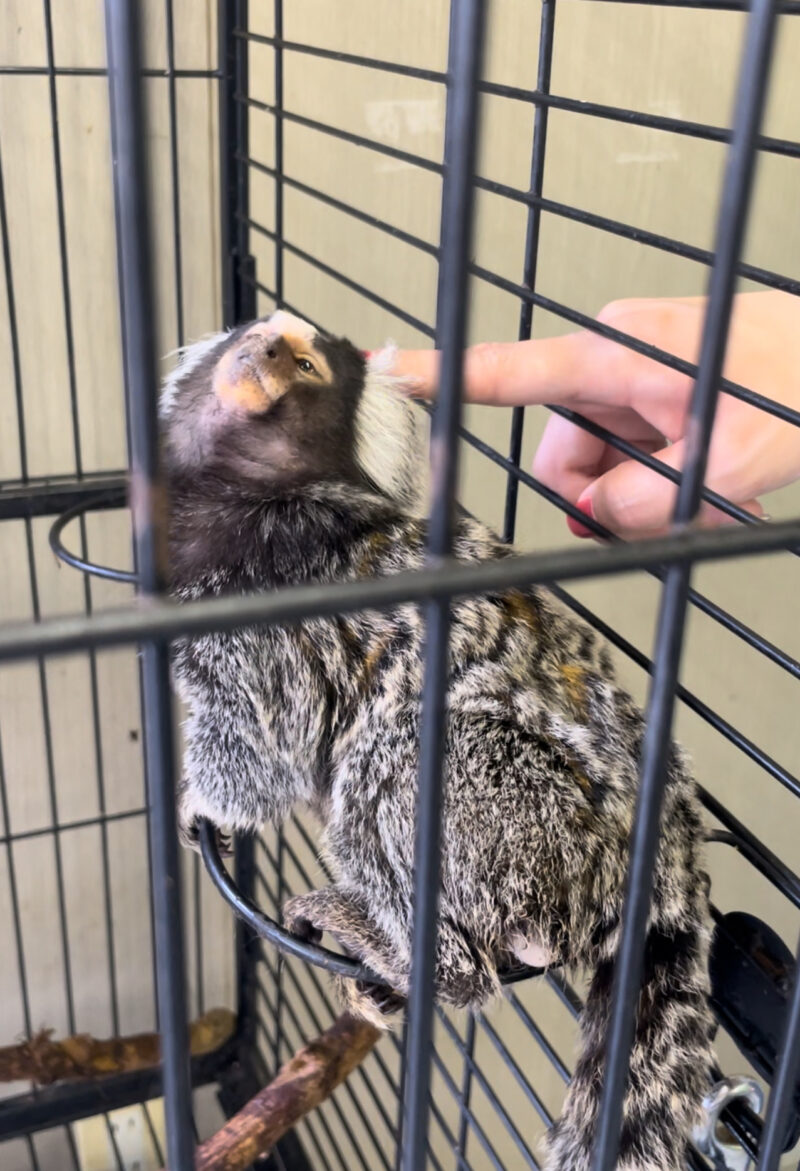 しろとり動物園マーモセット