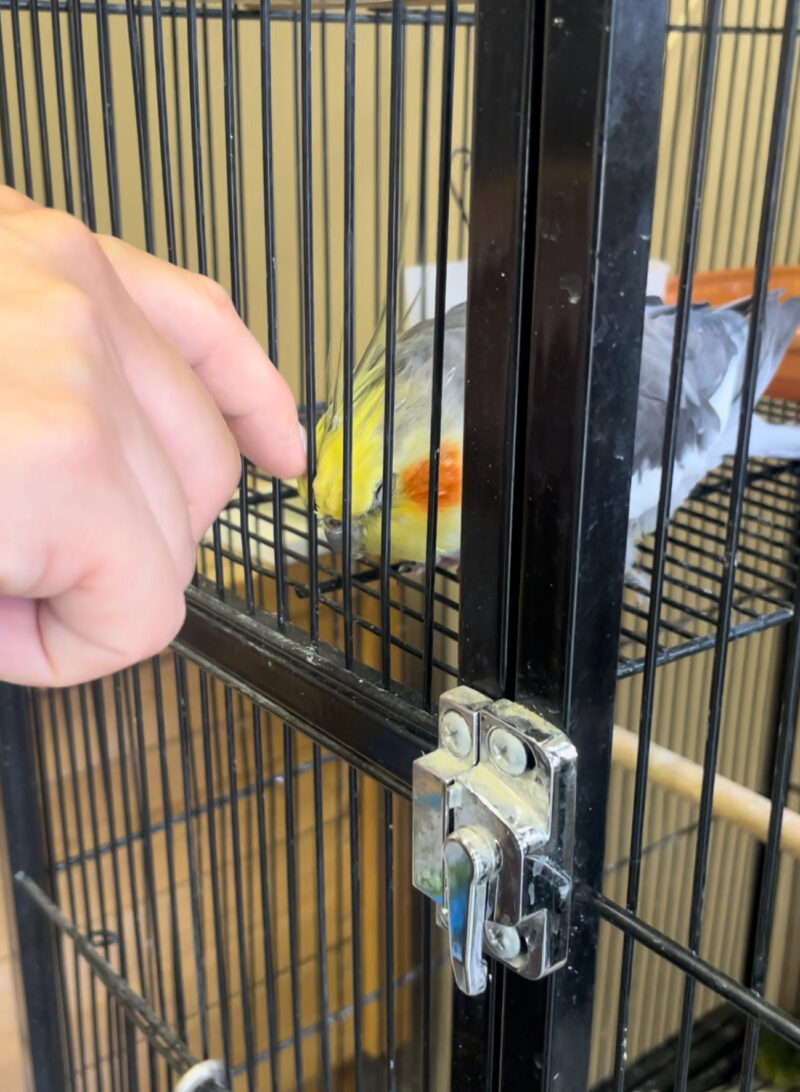 しろとり動物園オカメインコ