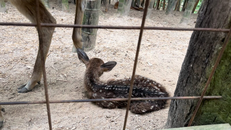 しろとり動物園シカ広場の小鹿