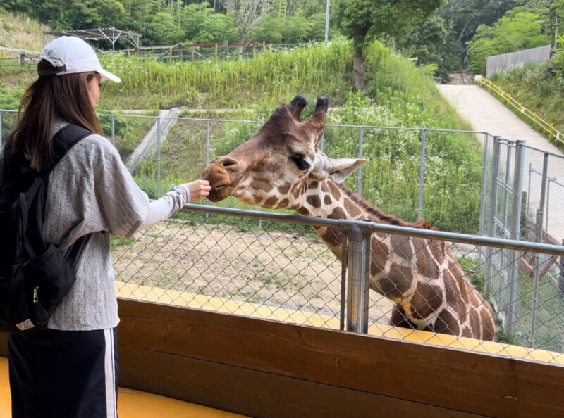 しろとり動物園キリンにおやつをあげる