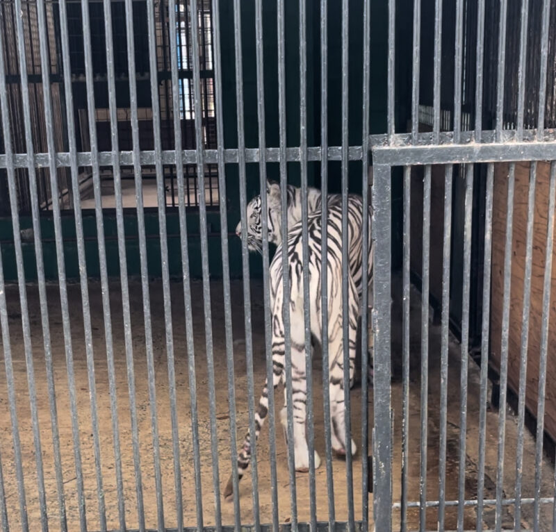 しろとり動物園のホワイトタイガー