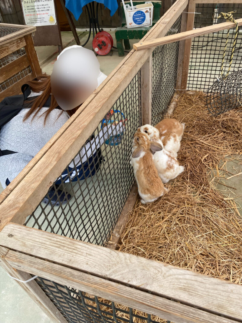 しろとり動物園うさぎにおやつあげ