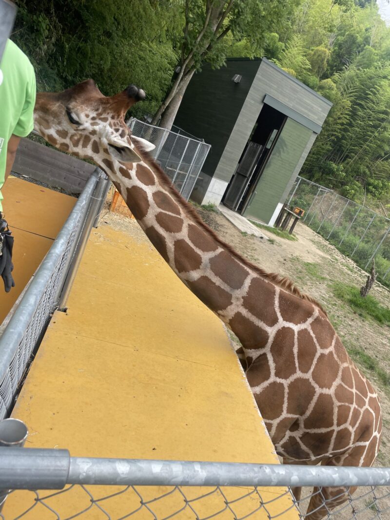 しろとり動物園キリンを横から見た