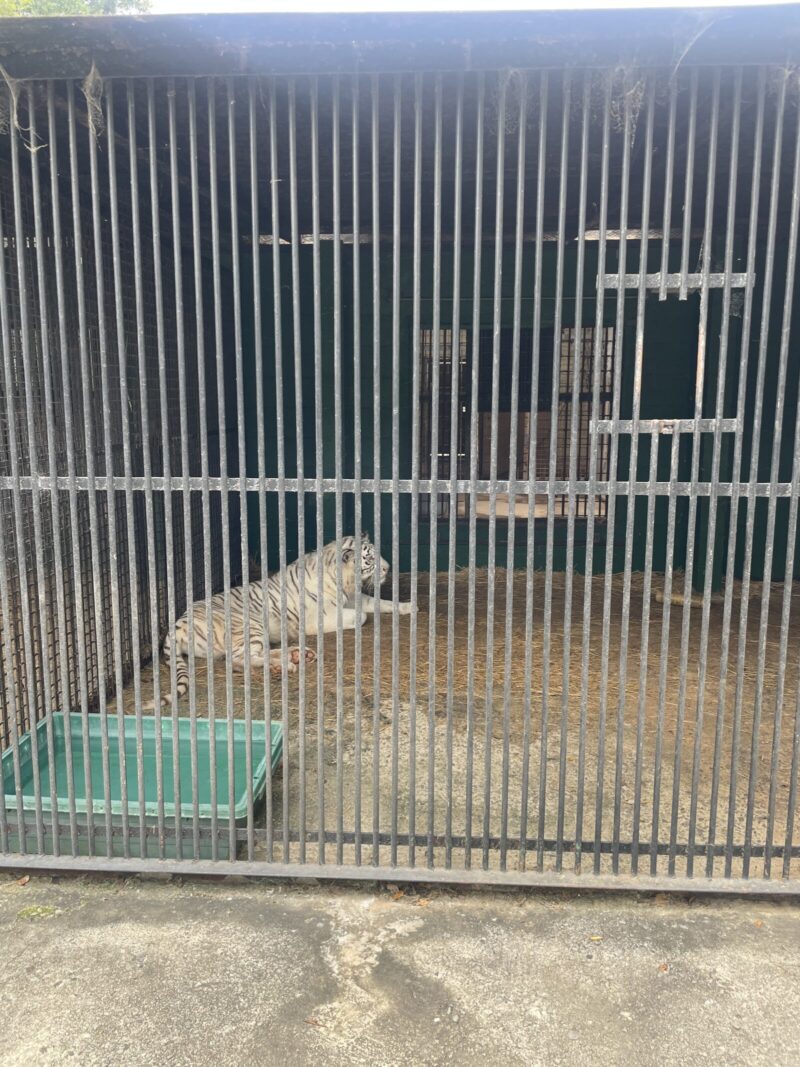 しろとり動物園ホワイトタイガー座り