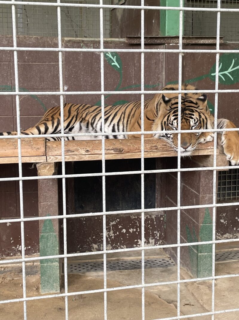 しろとり動物園寝る虎