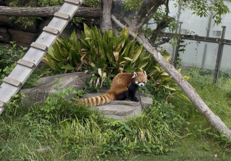 王子動物園のレッサーパンダ