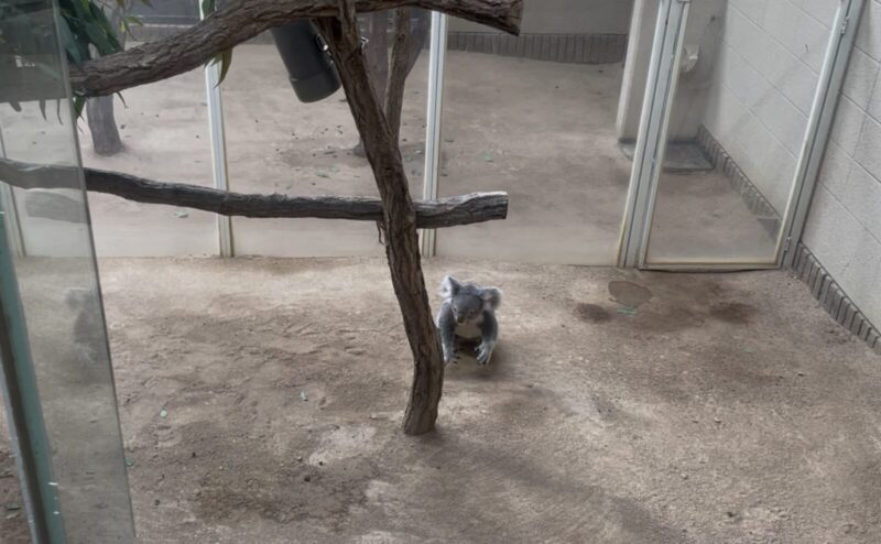 王子動物園のコアラ