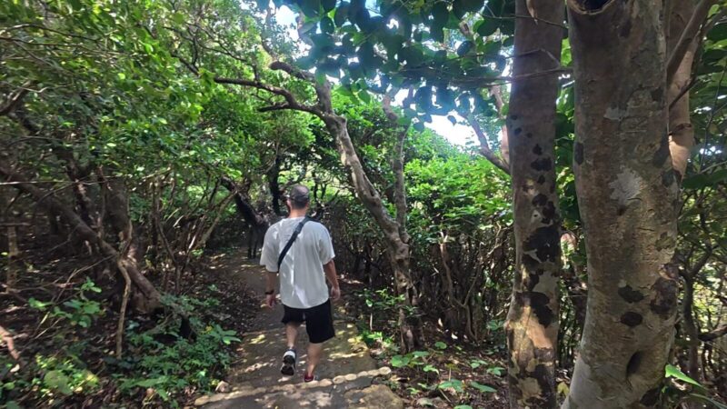 足摺岬展望台から天狗の鼻までの道