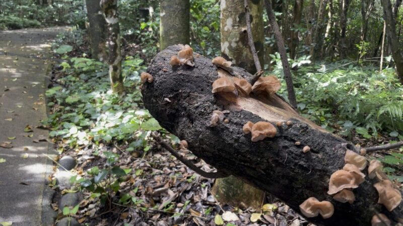 天狗の鼻から足摺岬駐車場への道